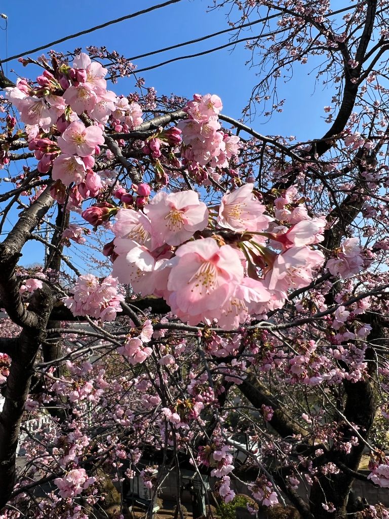 安行桜の花びら クローズアップ