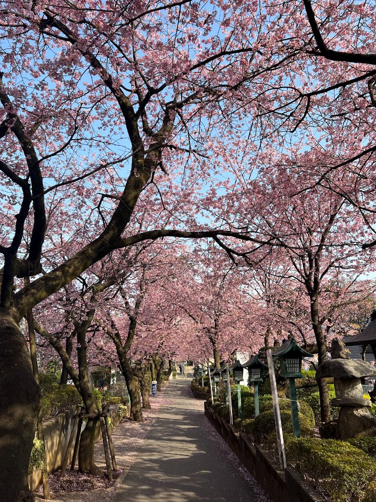 密蔵院の安行桜 参道