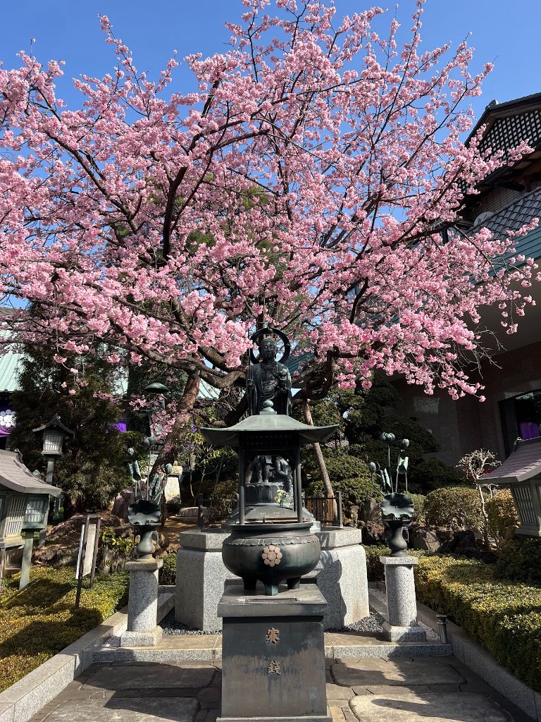 境内の香炉と安行桜