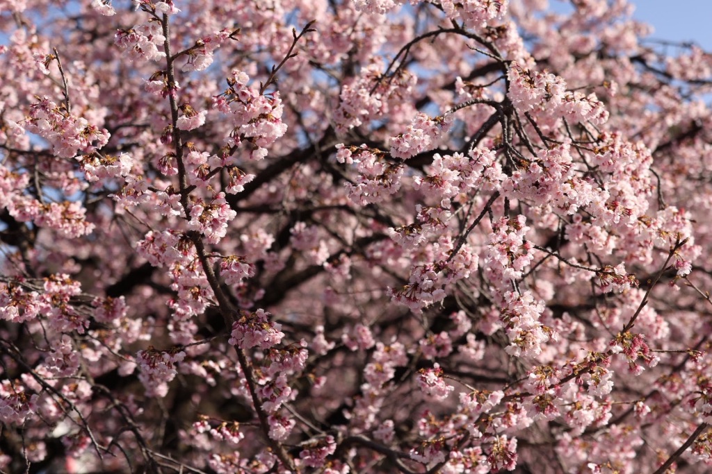 密蔵院の安行桜 - 咲き誇る安行桜