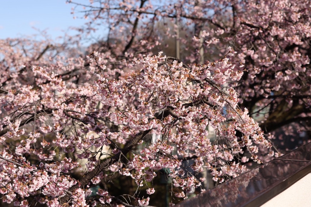 密蔵院の安行桜 - 桜のクローズアップ