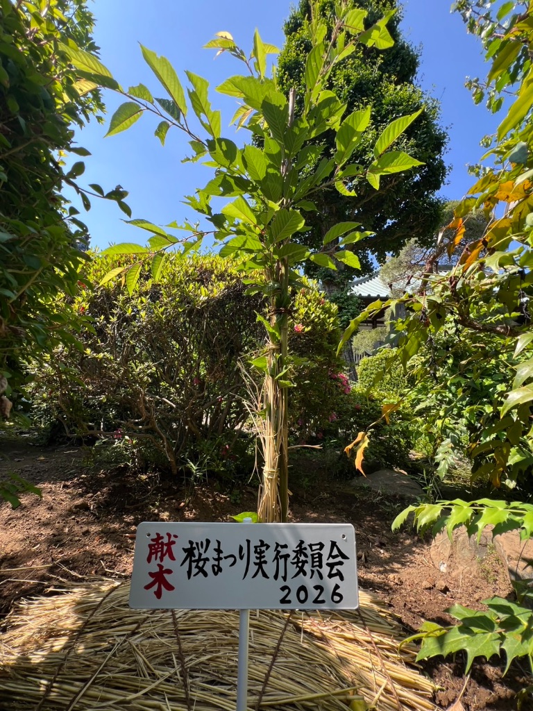 密蔵院の安行桜 - 安行桜の植樹
