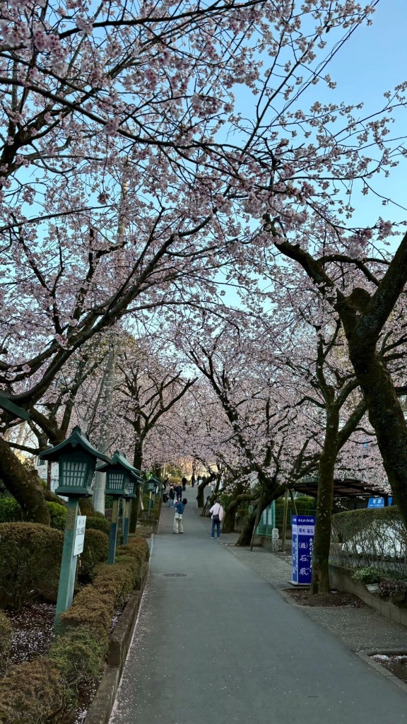 密蔵院の安行桜 - 境内の桜